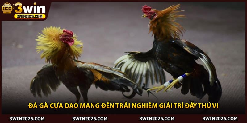 Đá gà cựa dao mang đến trải nghiệm giải trí đầy thú vị